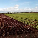 Farm stay Masseria Alberotanza *