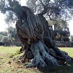 Masseria Alberotanza