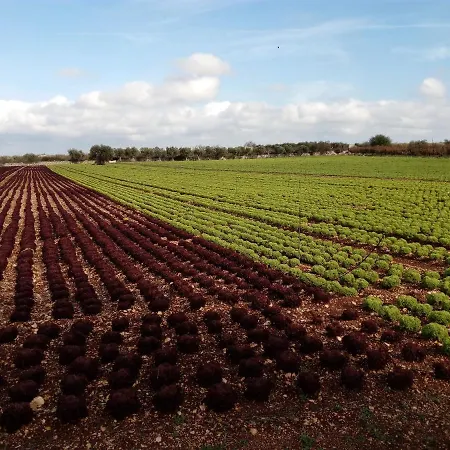 ファームステイ Masseria Alberotanza *