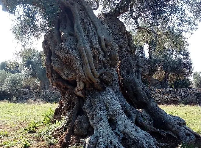 Masseria Alberotanza
