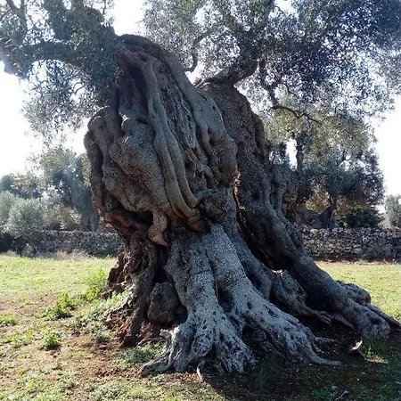 Masseria Alberotanza